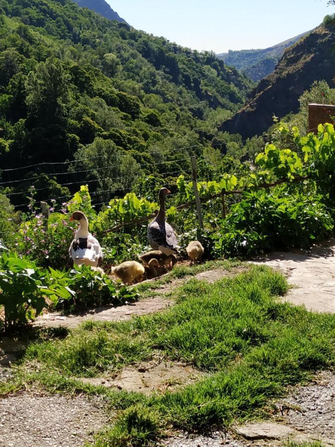 Cortijo La Solana Pension Guejar Sierra Buitenkant foto