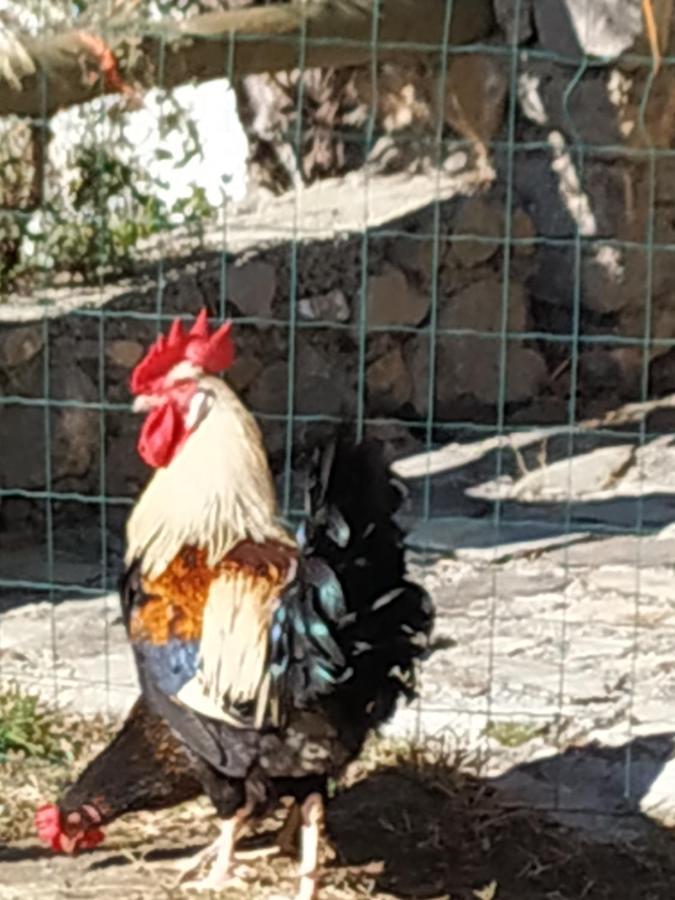 Cortijo La Solana Pension Guejar Sierra Buitenkant foto